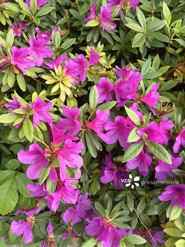 杜鹃花鲜花花丛花簇花头特写图片素材