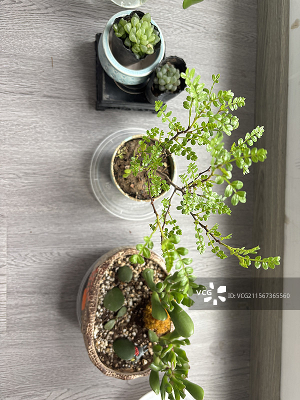 花植物六月雪丹麦风铃多肉植物图片素材