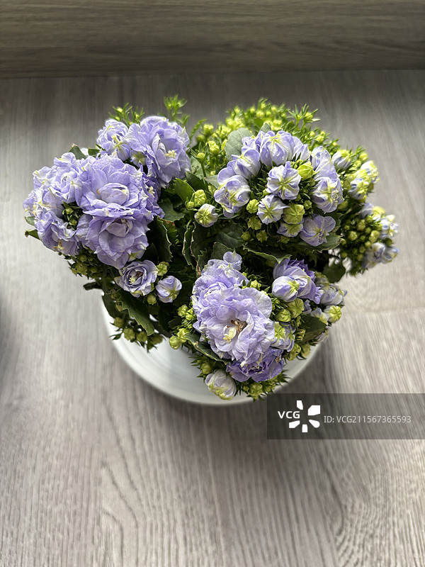 花植物六月雪丹麦风铃多肉植物图片素材