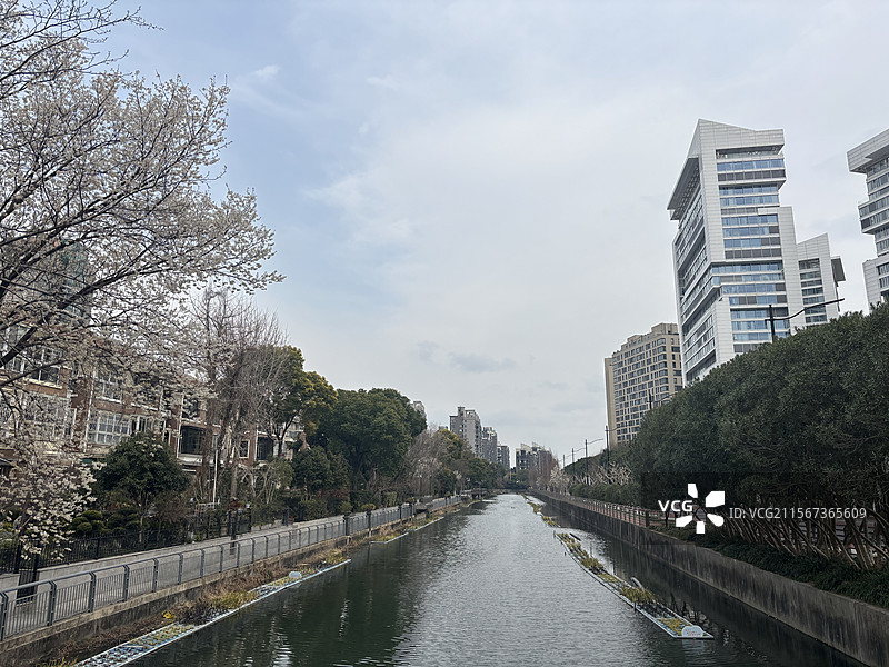 花植物六月雪丹麦风铃多肉植物图片素材