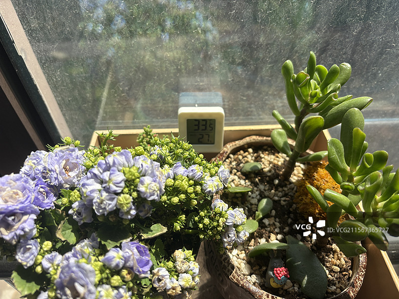 花植物六月雪丹麦风铃多肉植物图片素材