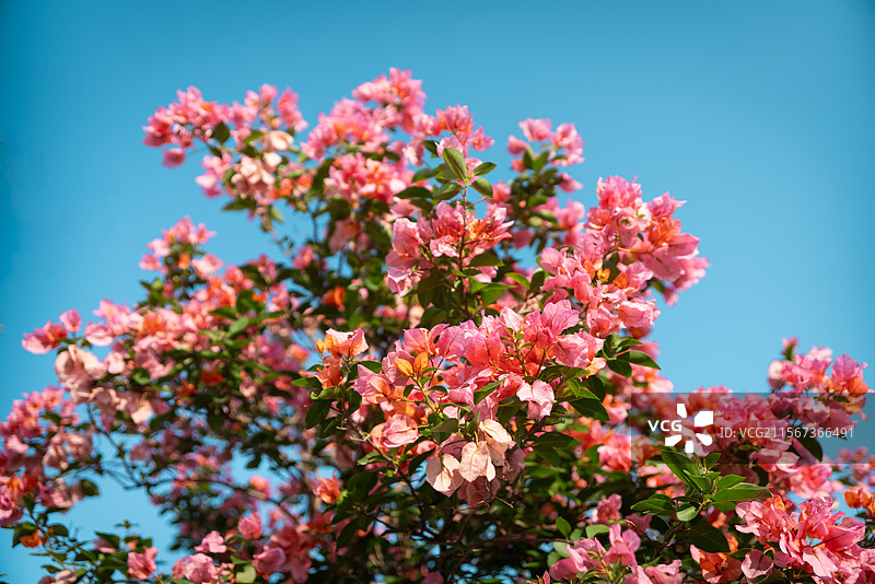 粉红色樱花在天空中的低角度视图图片素材