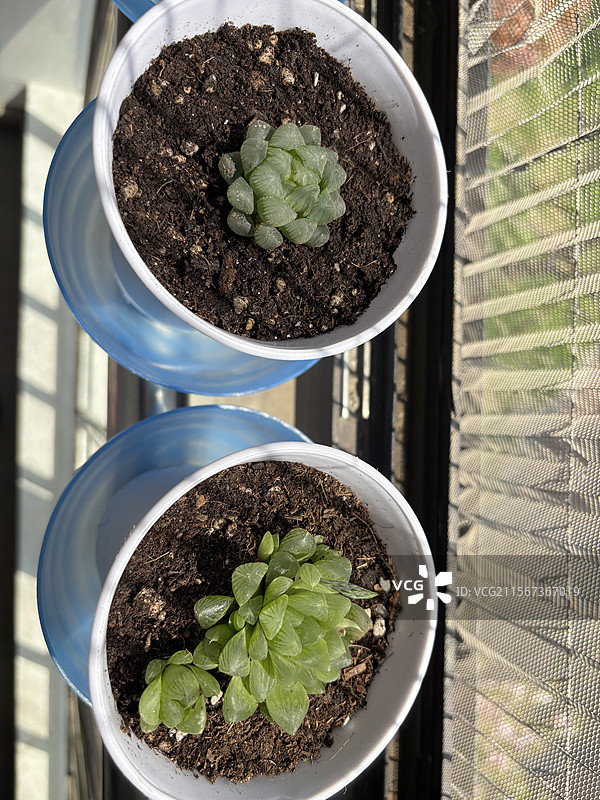 多肉植物玉露生石花星兜丹麦风铃图片素材