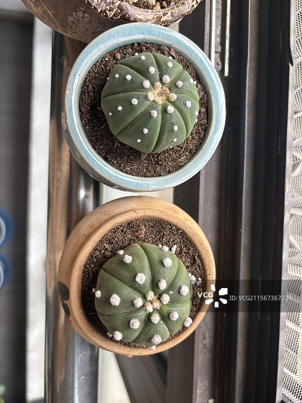 多肉植物玉露生石花星兜丹麦风铃图片素材