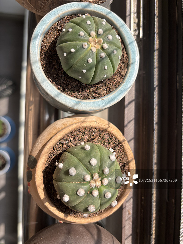 多肉植物玉露生石花星兜丹麦风铃图片素材