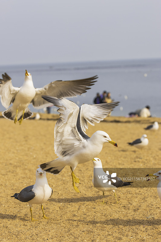大海上的海鸥图片素材