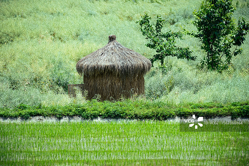 农田 稻田图片素材