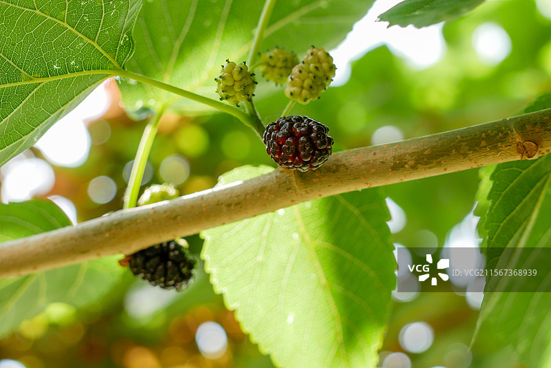 树上绿叶和果实的特写镜头图片素材