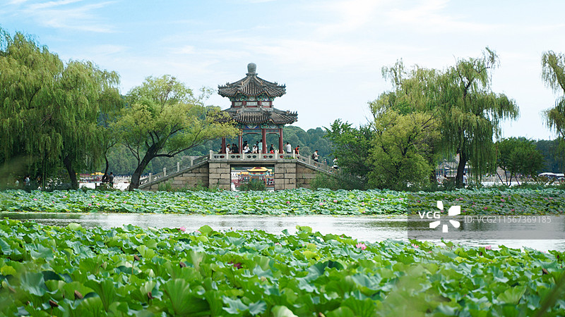 夏天颐和园荷花池风光图片素材