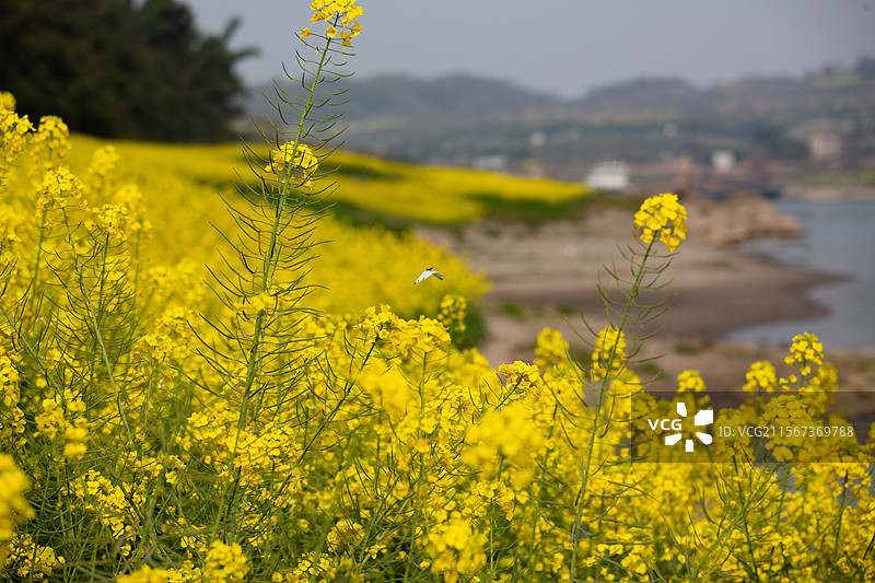 油菜花开时的长江边图片素材
