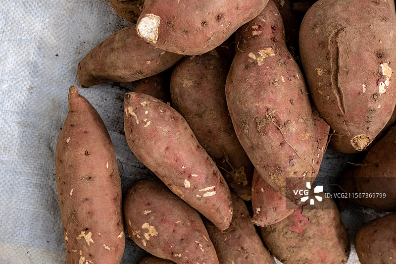 四川省绵阳市户外白昼新鲜出土的红苕，红薯，番薯图片素材
