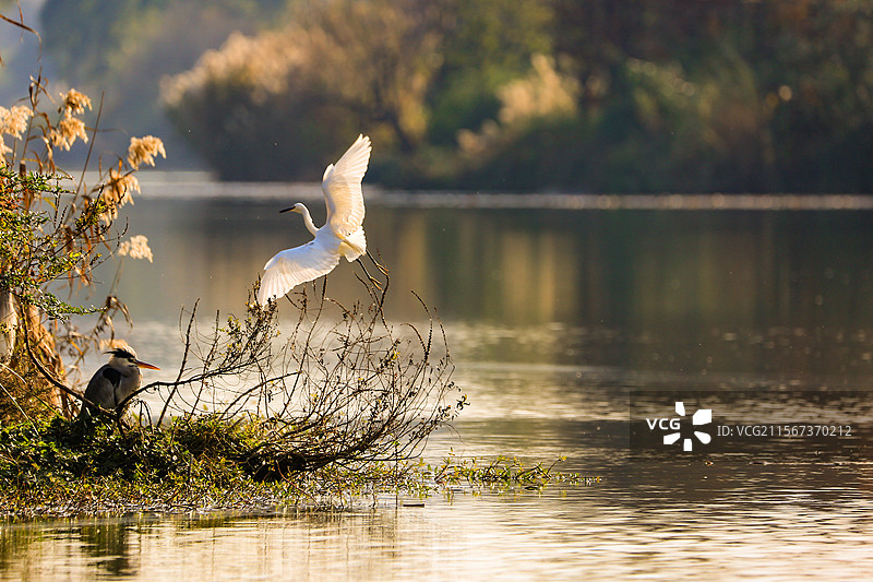 公园里的鸟图片素材