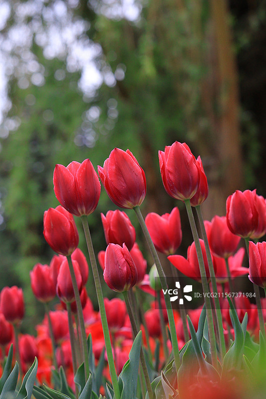 嘉峪关东湖郁金香图片素材