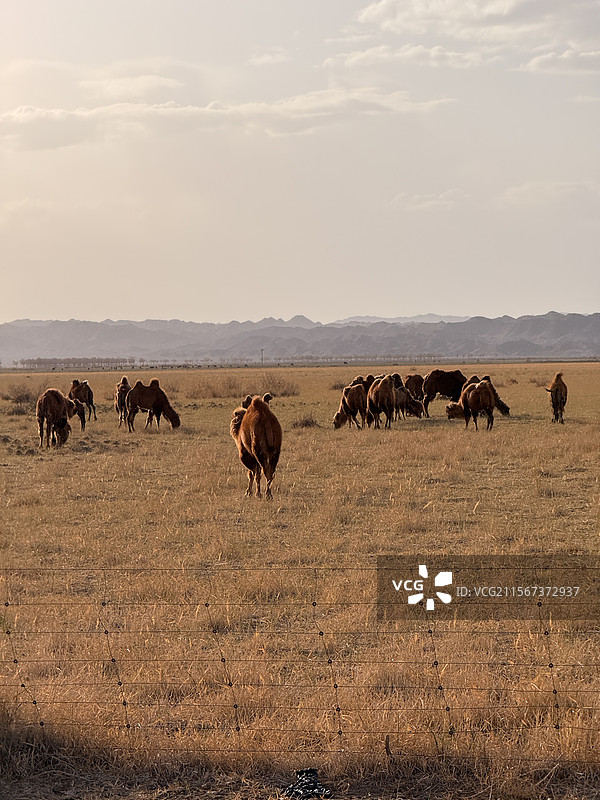 沙漠骆驼图片素材