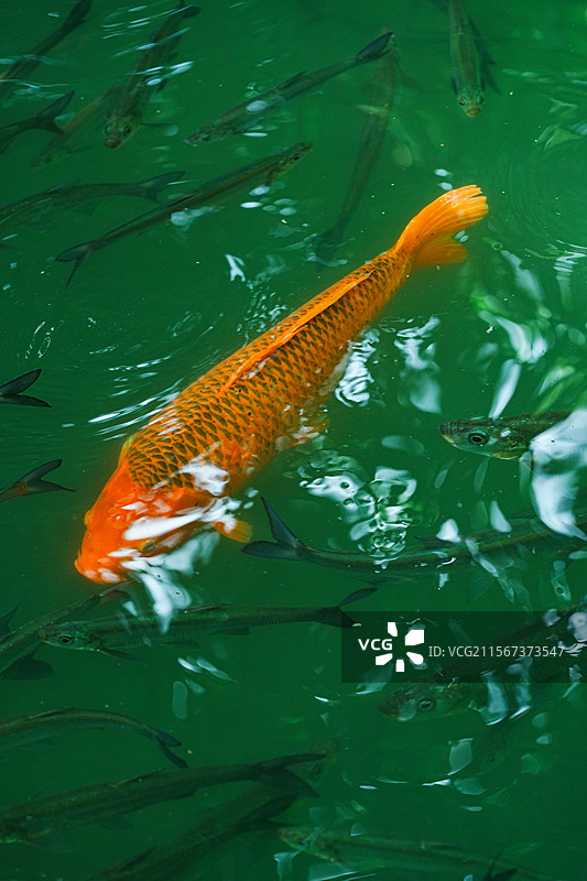 乌镇，江南水乡，西栅景区，世界互联网大会，乌镇戏剧节图片素材
