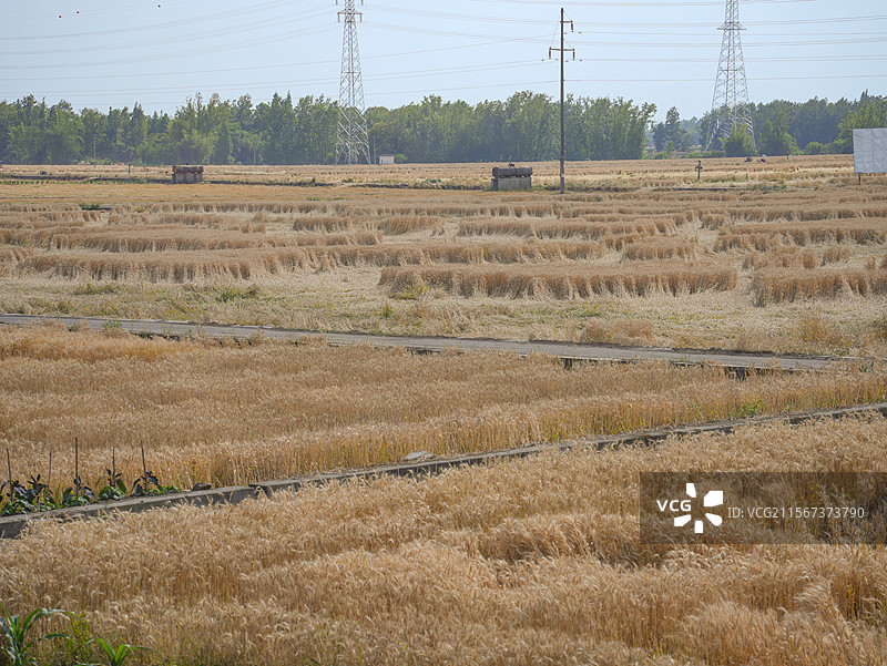 2025年5月，四川省成都市大邑县天府粮仓的油菜籽成熟了。图片素材