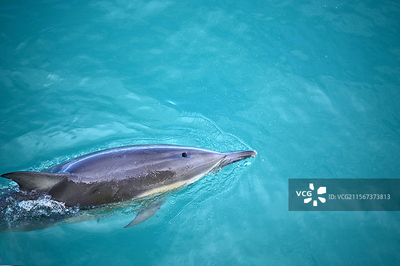 新西兰南岛凯库拉的南太平洋中，海洋精灵海豚在碧绿大海中畅游图片素材