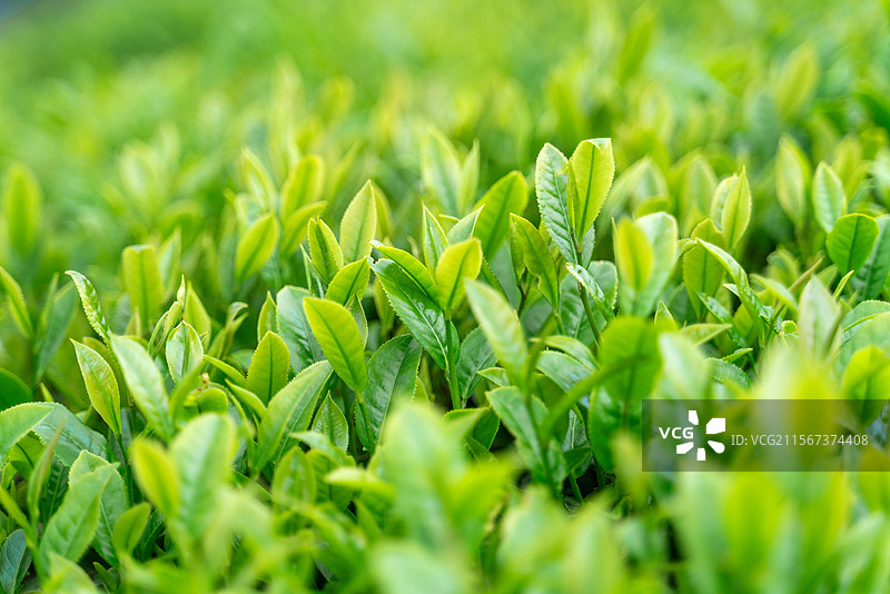 茶园里的嫩绿茶叶图片素材