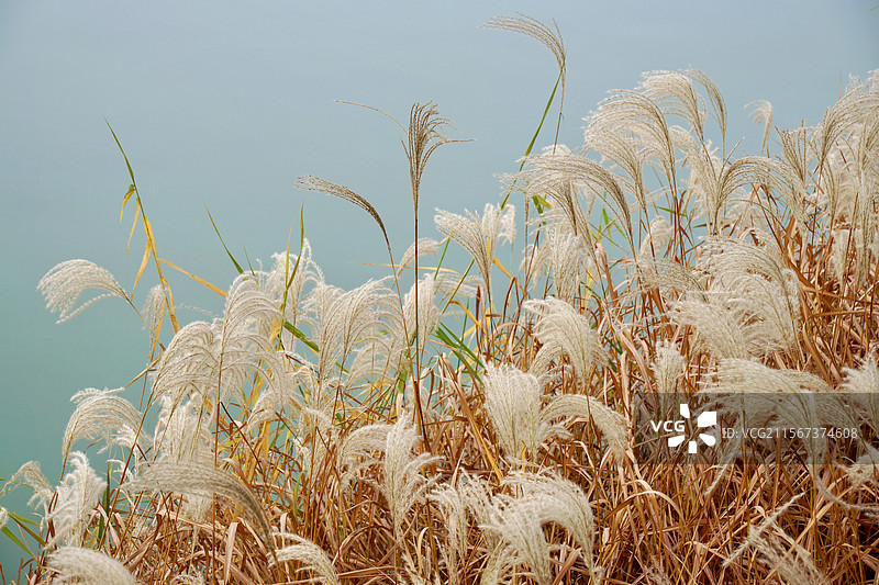 河边的芦苇丛图片素材