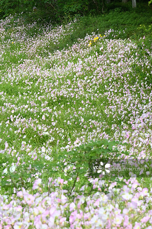 月见草图片素材