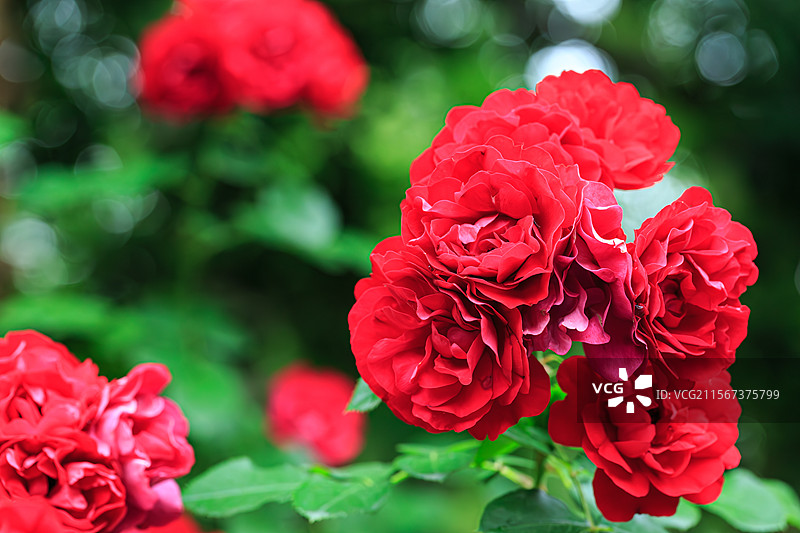 玫瑰花 情人节 爱图片素材