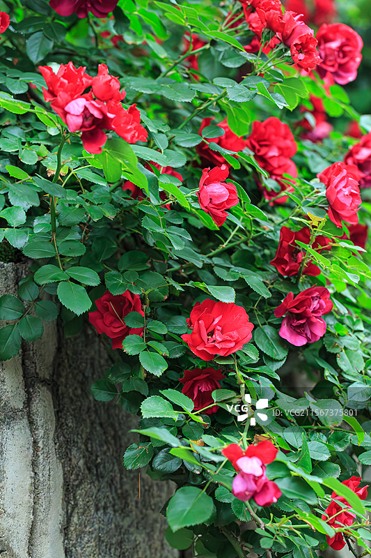 玫瑰花 情人节 爱图片素材