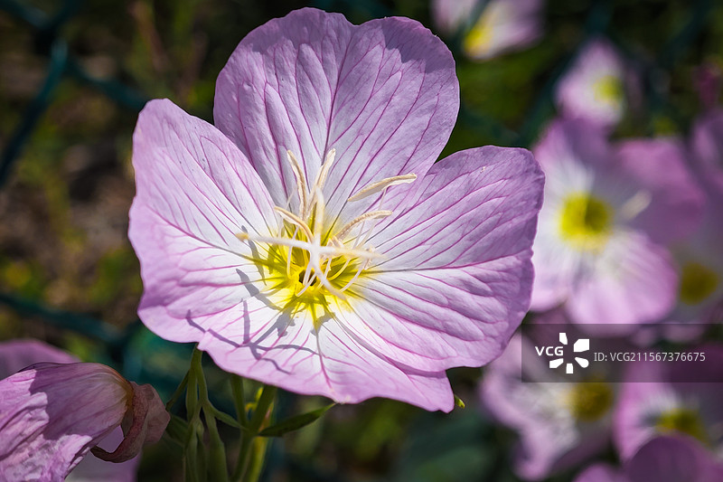 月见草图片素材