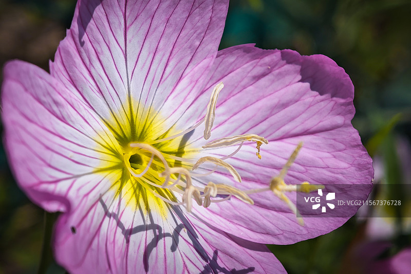 月见草图片素材