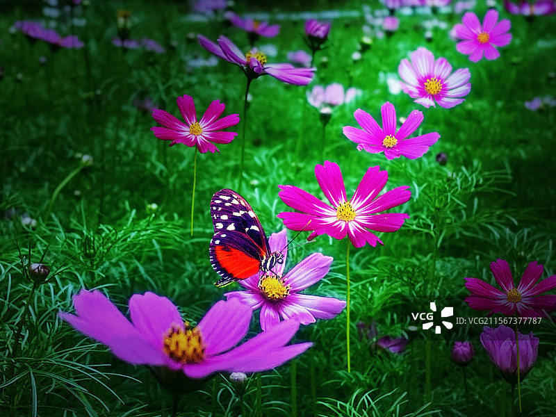 格桑花图片素材