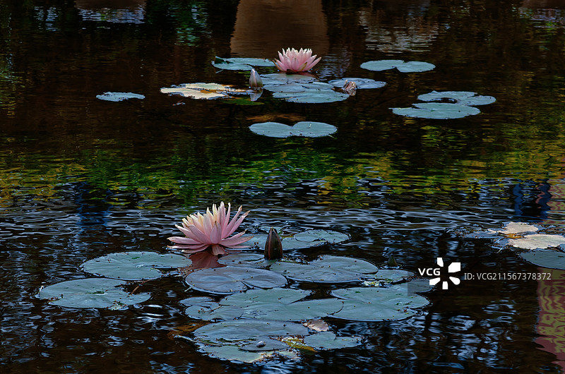 湖面上，粉润睡莲倚着莲叶安然绽放，光影在水波间嬉戏，勾勒出一隅清幽静谧的自然小景。图片素材