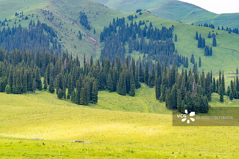 新疆那拉提草原夏季风景图片素材