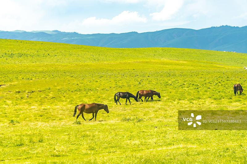 新疆那拉提草原夏季风景图片素材