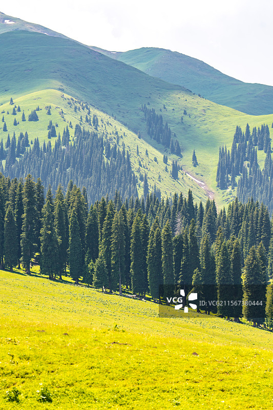 新疆那拉提草原夏季风景图片素材
