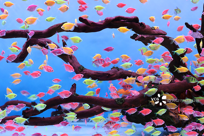 彩色天使鱼鱼群图片素材