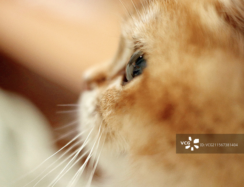 可爱英短金渐层猫咪侧颜图片素材