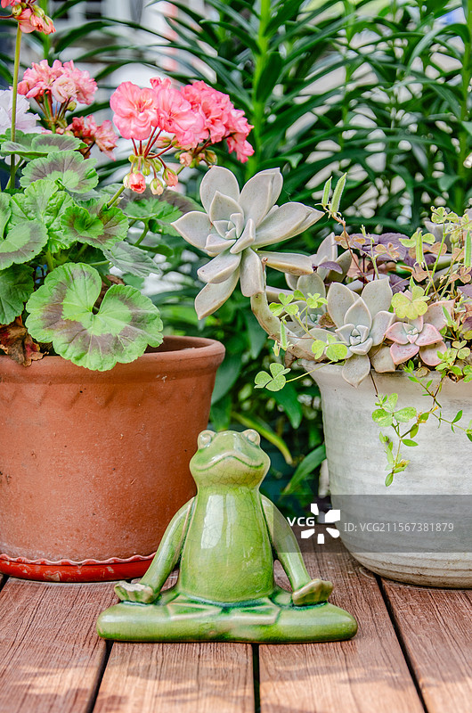 天竺葵、多肉盆景与慵懒的绿色青蛙摆件图片素材