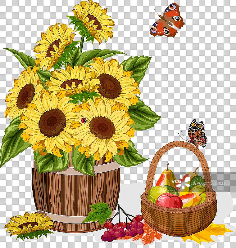 桶中的向日葵和水果篮图片素材