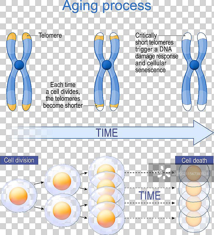 衰老过程与端粒图片素材