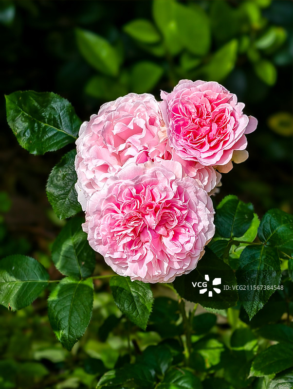 一簇月季花图片素材