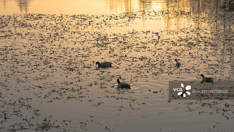 夕阳下的小鸭子图片素材