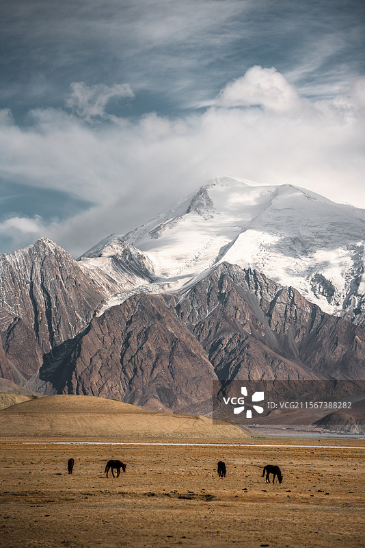 蓝天白云雪山背景的高原牧场图片素材