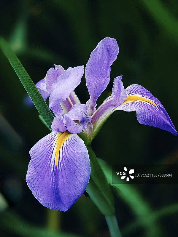 紫色鸢尾在风中摇曳图片素材