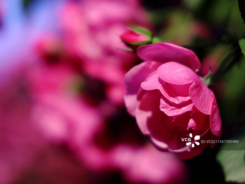 公园里盛开的蔷薇花图片素材