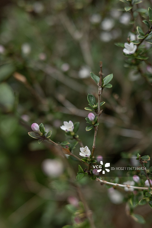 六月雪图片素材
