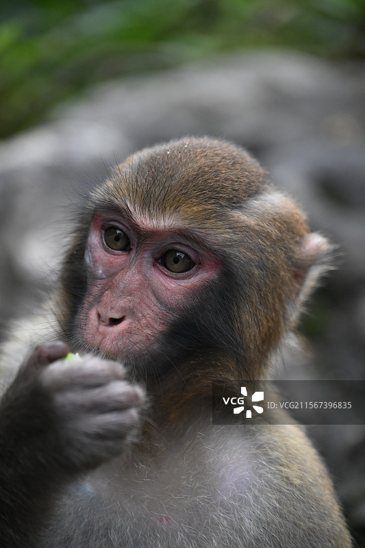 猴子特写镜头图片素材