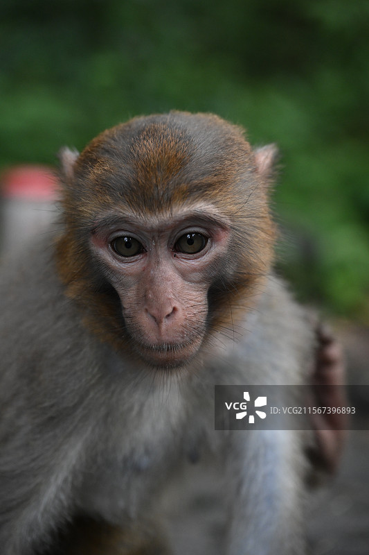 猴子特写镜头图片素材