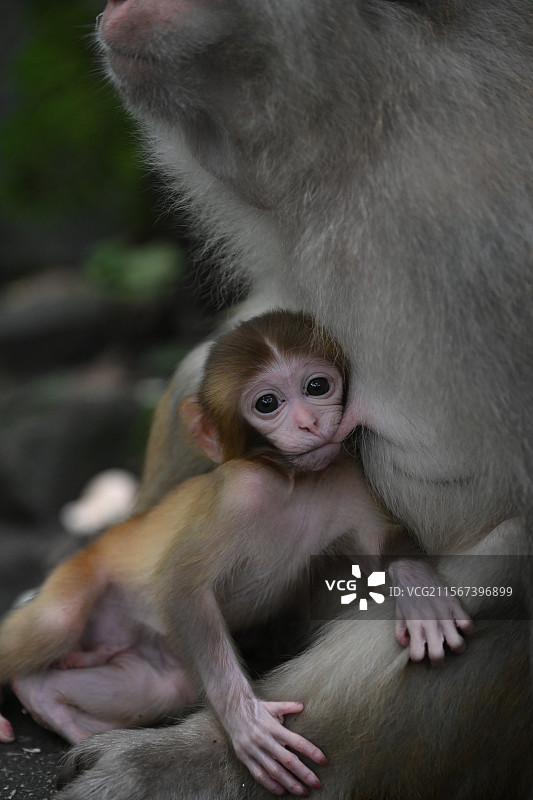 猴子特写镜头图片素材