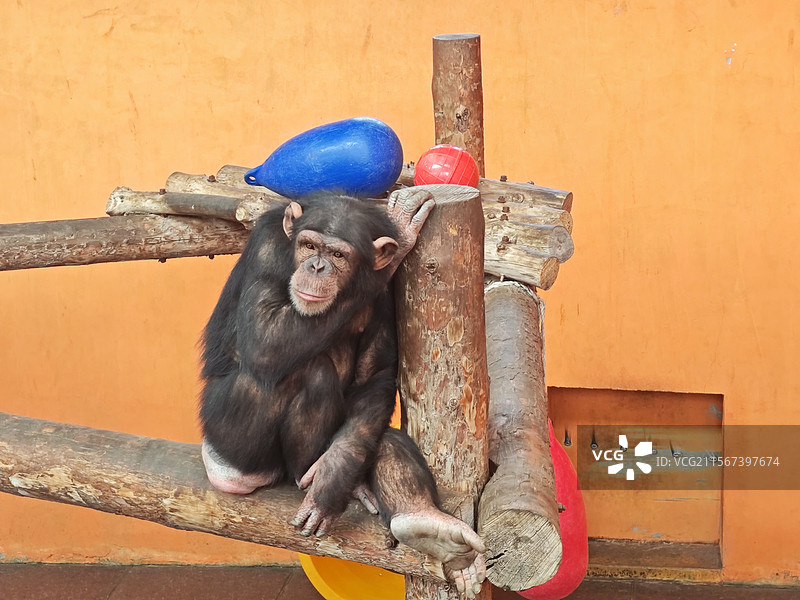 西霞口动物园的猩猩图片素材