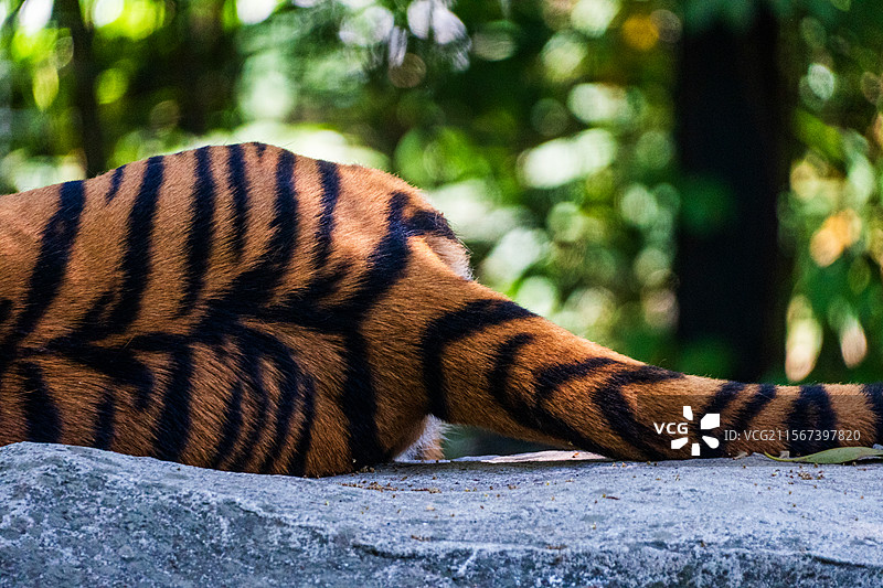 华南虎横卧臀部特写镜头图片素材