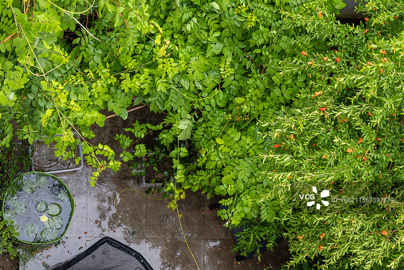 俯拍私家庭院多彩植物景观图片素材